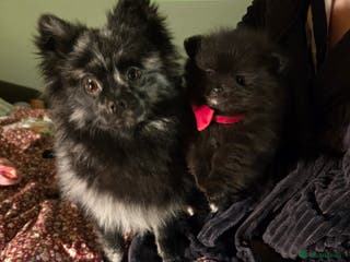 Pomeranian dogs ONE-TIME ONLY PUREBRED POM PUP (BLUE MERLE PARENT) - Advert 8