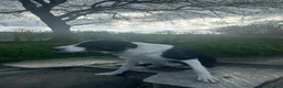 Border Collie dogs for sale: Lovely border collie pups for sale  - Advert 3