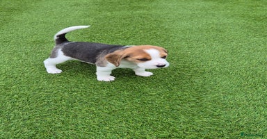 Beagle dogs - Advert 5