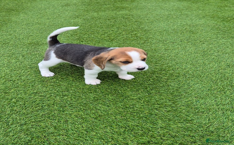 Beagle dogs - Advert 1