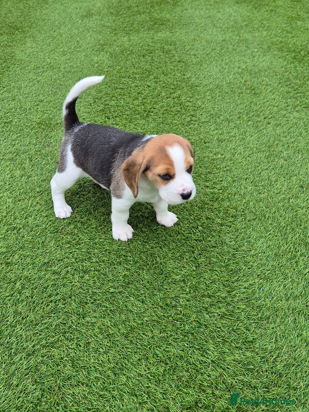 Beagle dogs for sale: Champion Show Line Beagle Puppies - Image 2