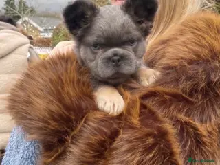 French Bulldog dogs Small & Compact Blue & Tan Fluffy Male Frenchie - Advert 1