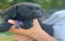 Labrador Retriever dogs for sale: Chunky show type Black Ladrador Puppies - Image 4