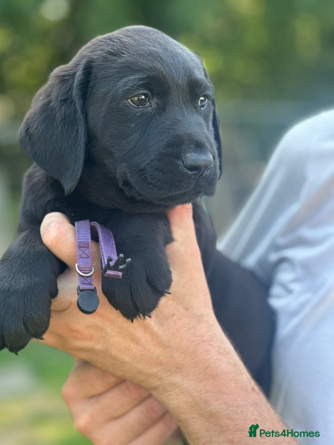 Labrador Retriever dogs for sale: Chunky show type Black Ladrador Puppies - Image 4