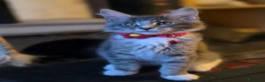 Silver Grey Tabby Girl