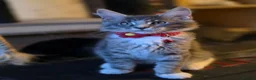 Maine Coon cats for sale: ❤️ TICA Registered Maine Coon Kittens Ready Now ❤️ - Advert 16
