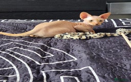 Sphynx cats for sale: 3 Lovely Canadian Sphynx kittens - Image 5