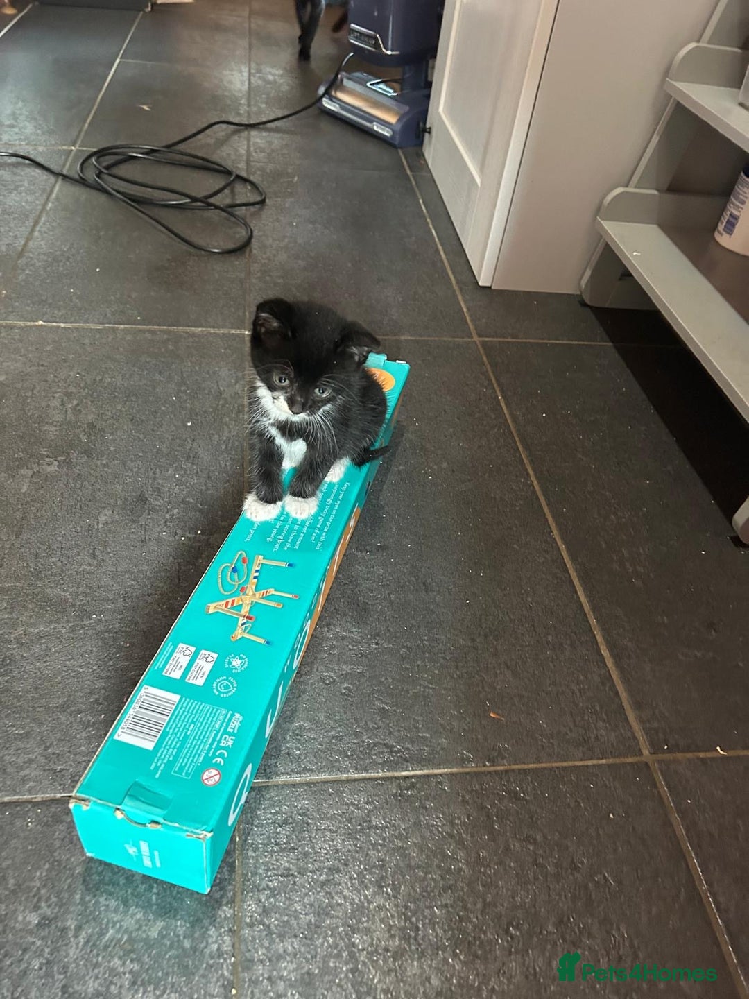 Mixed Breed cats for sale: Kittens for sale - Image 2