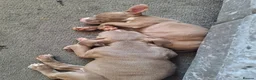 American Bully dogs for sale: 1 American female pocket bully  - Advert 5