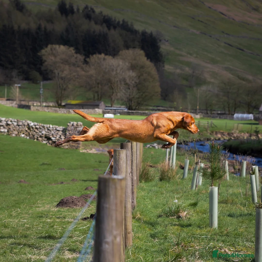 Labrador Retriever dogs for stud: 🔸DARK RED WORKING STUD KC & FULLY HEALTH TESTED🔸 in Hawes - Advert 1
