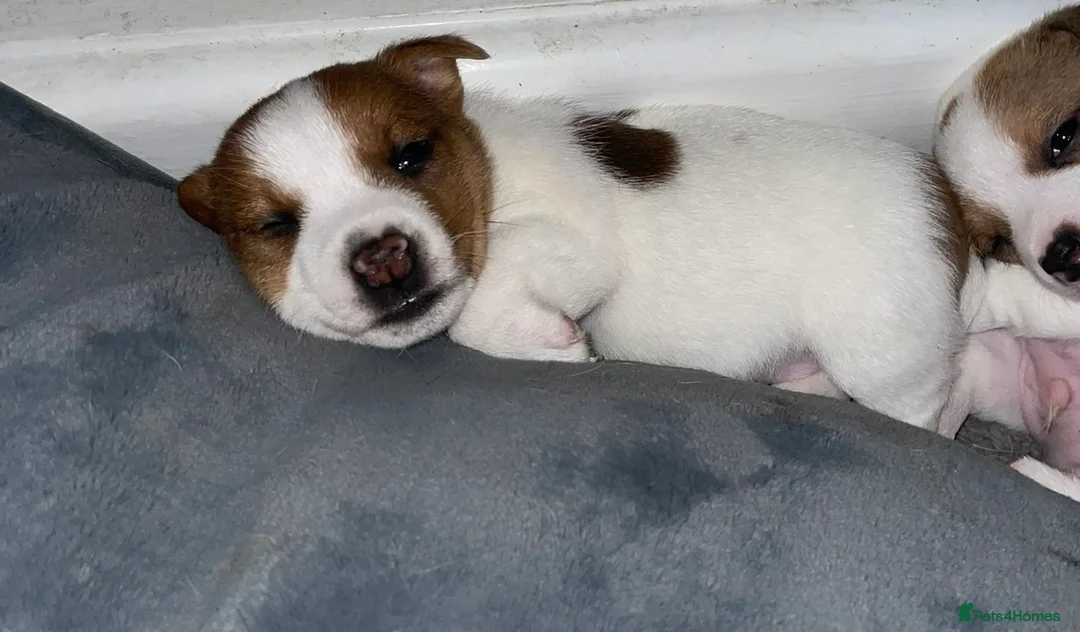 Jack Russell dogs for sale: Jack Russel pups - Advert 7