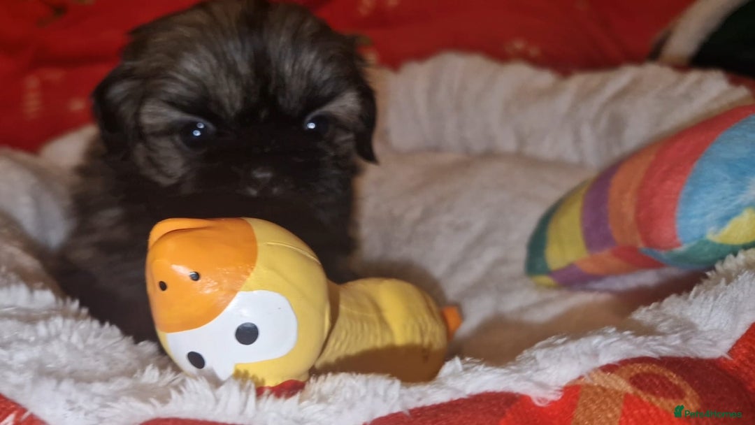 Shih Tzu dogs for sale: Imperial Shih Tzu- 1 beautiful girl❤️  - Advert 1