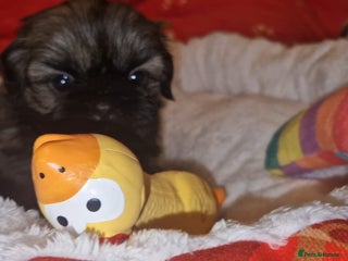 Shih Tzu dogs Imperial Shih Tzu- 1 beautiful girl❤️ - Advert 2