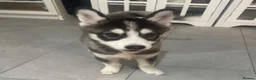 Pomsky dogs for sale: Price reduction Last boy F4 Pomsky  - Advert 6