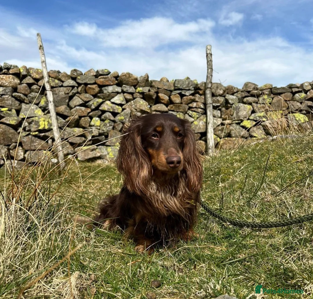 Dachshund dogs for sale: Midi Long Haired Dachshund Puppies – Ready Soon 🐾 - Advert 14