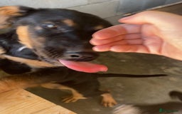 Mixed Breed dogs for adoption: Amelia, 8 months old, Available for adoption. - Advert 8