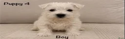 West Highland Terrier dogs for sale: Traditional west highland white terrier puppies - Advert 5