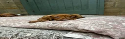 Hungarian Vizsla dogs for sale: Hungarian Vizsla puppy - Advert 4
