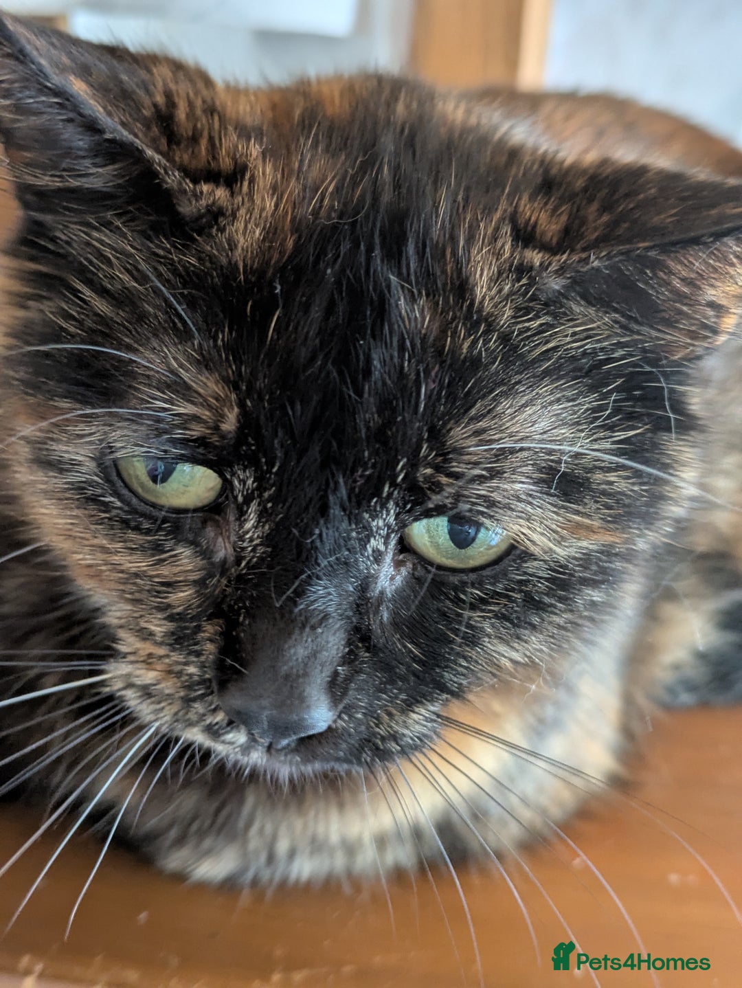 Mixed Breed cats for sale: 1 boy 1 girl  - Image 6