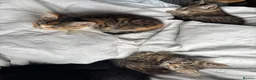 Mixed Breed cats for sale: 🐱 Six Kittens Looking for Loving Homes! 🐾 - Advert 8