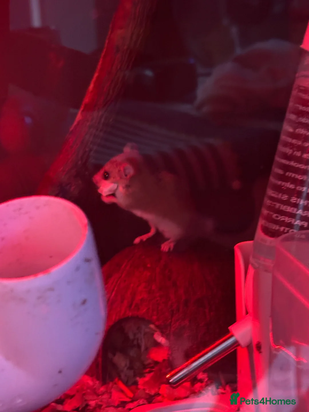 Mouse rodents for sale: African Pygmy dormice in Cannock - Advert 2