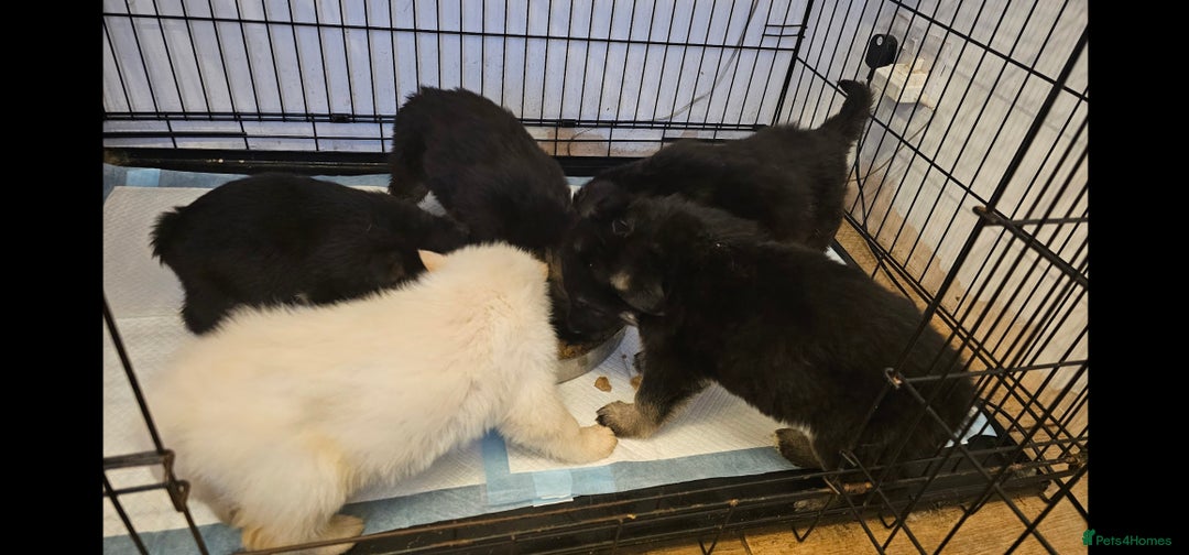 German Shepherd dogs for sale: Beutiful German Shepherd Puppies - Advert 10