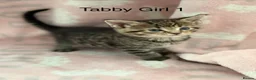 Maine Coon cats for sale: Maine Coon x Tabby Female Kitten - Ready now - Advert 10