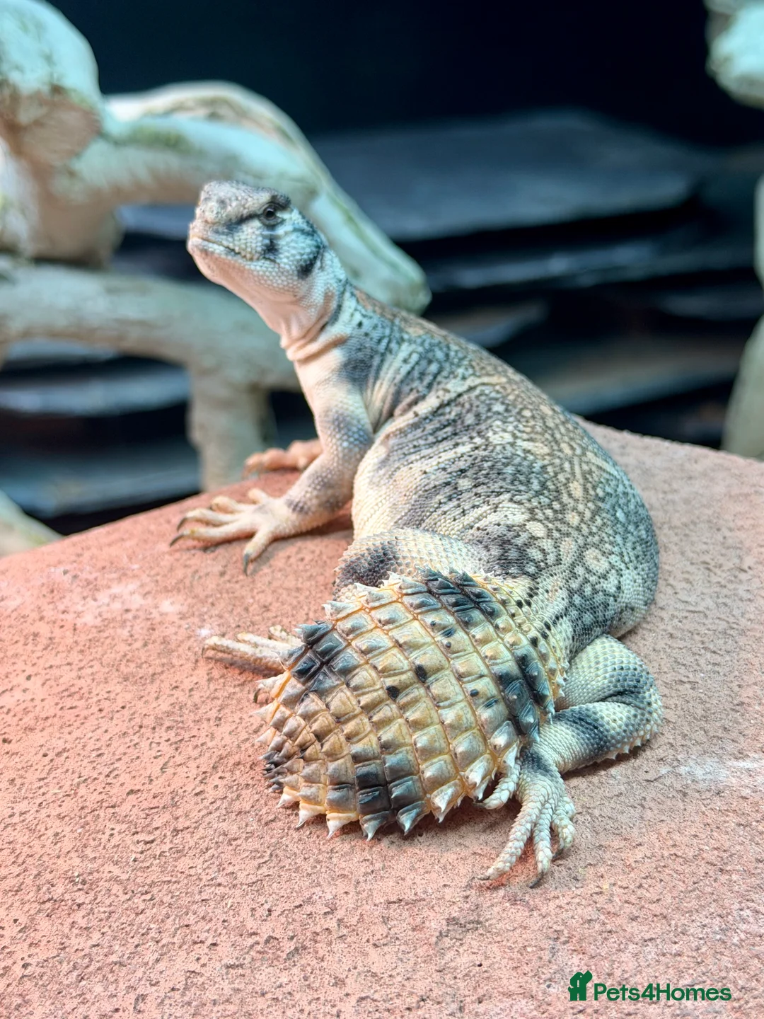 Lizard reptiles for sale: Euromastyx Thomasi  - Advert 2