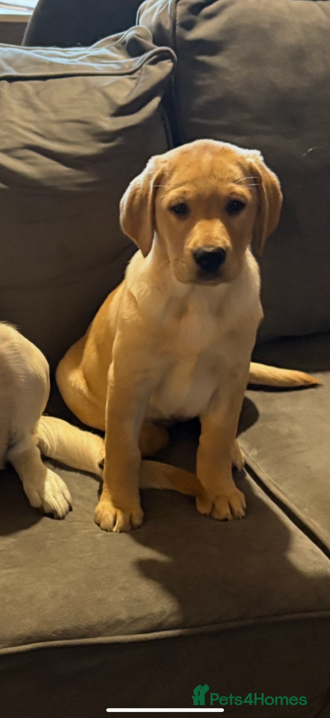 Labrador Retriever dogs for sale: Full Labrador puppy  - Advert 2