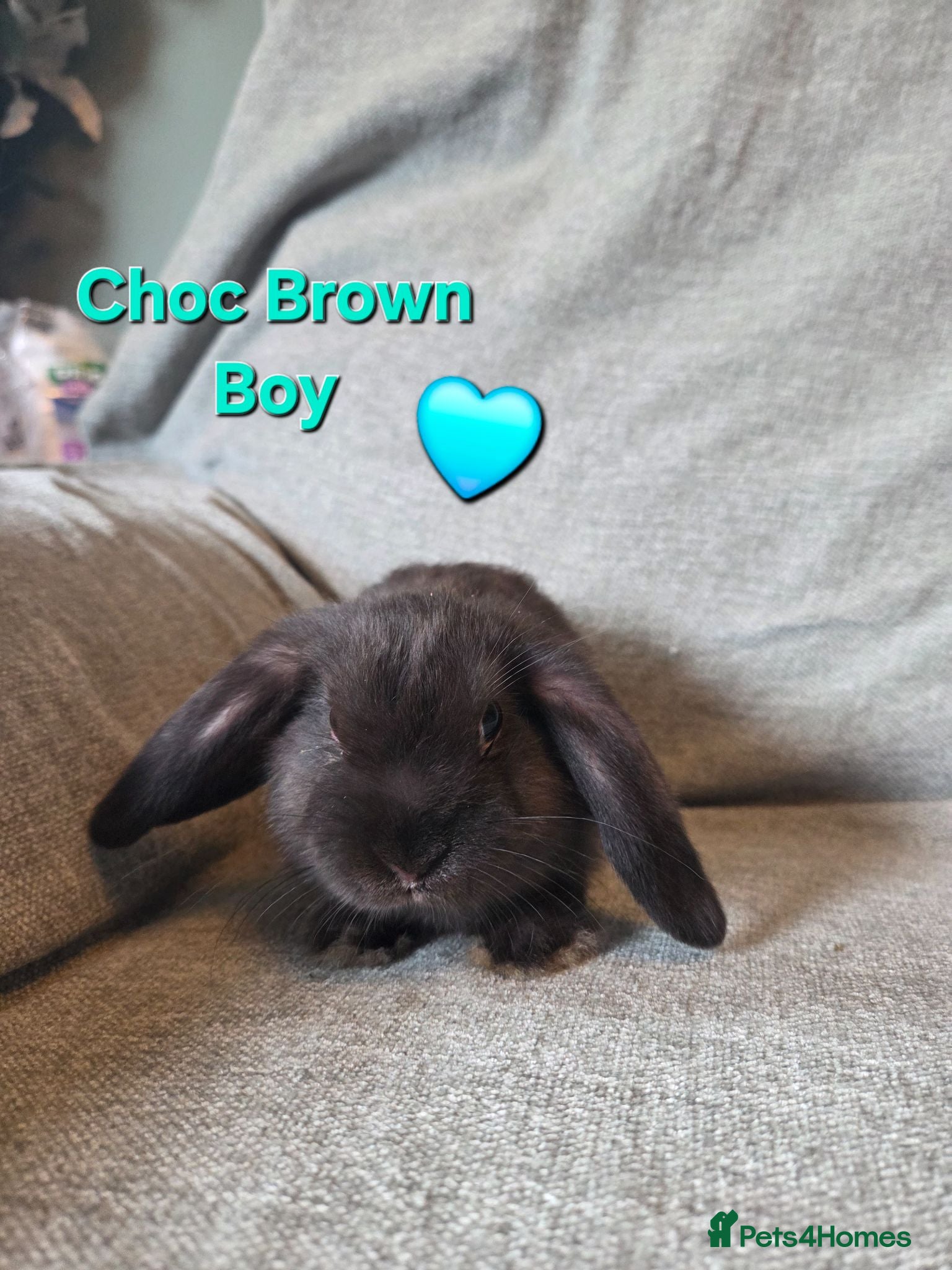 Mini Lop rabbits VERY TAME Mini lop baby bunnies ready to leave now - Advert 2