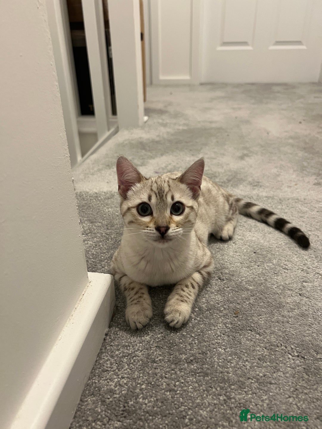 Bengal cats for sale: Snow bengal female kitten - Advert 8