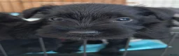 Miniature Schnauzer dogs for sale: Beautiful Black Miniature Schnauzer Puppies - Advert 10