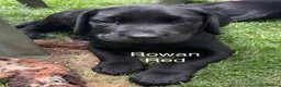 Labrador Retriever dogs for sale: Gorgeous Black Labrador Puppies - READY NOW - Advert 3