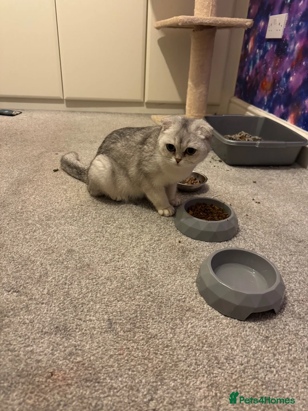 Mixed Breed cats for sale: scottish fold x ragdoll kittens - Advert 3