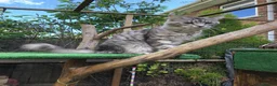 Maine Coon cats for sale: Mainecoon kittens 10 weeks old ready to leave in Doncaster - Advert 13
