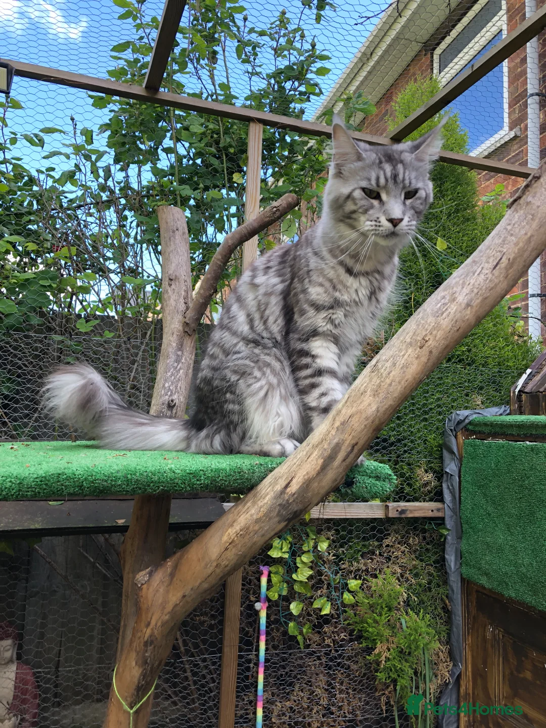 Maine Coon cats for sale: Mainecoon kittens 10 weeks old ready to leave in Doncaster - Advert 13