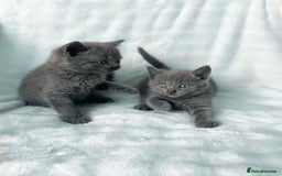 Russian Blue cats for sale: British Shorthair X Russian Blue Kittens🐾🩵 - Image 2