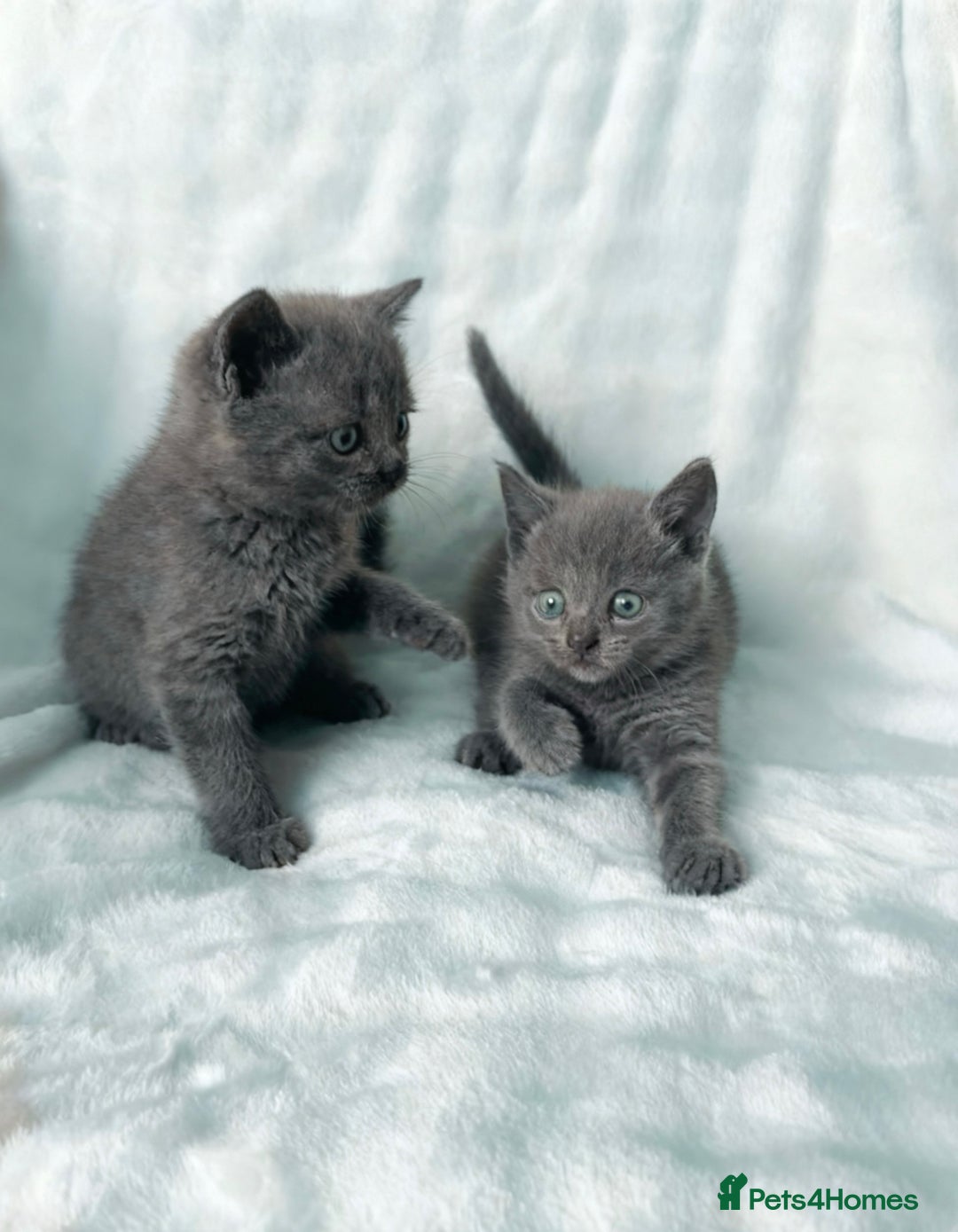 Russian Blue cats for sale: British Shorthair X Russian Blue Kittens🐾🩵 - Image 2
