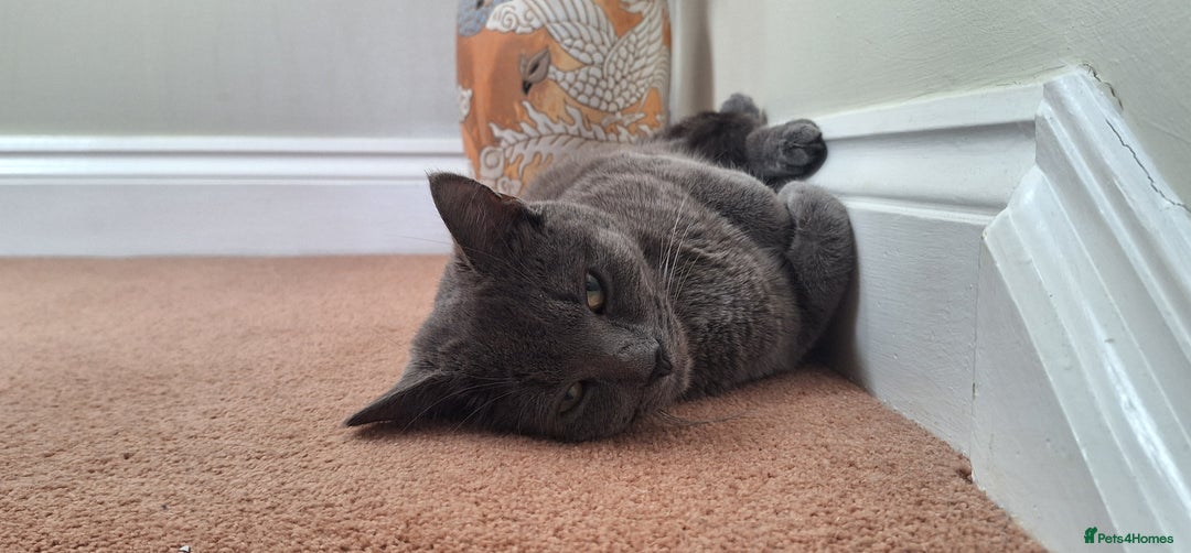 British Shorthair cats for sale: Happy Ragdoll British Short Haired Cross - Image 11