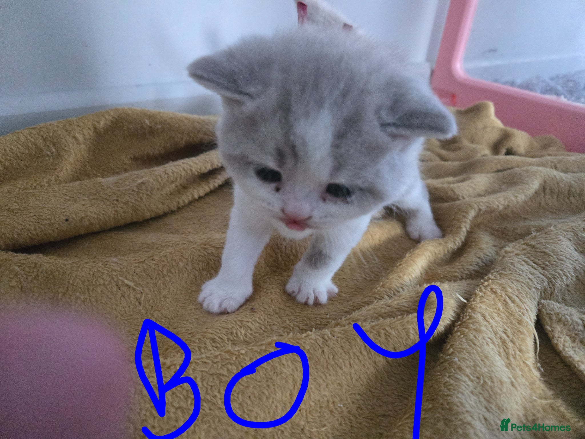 British Shorthair cats British short hair 1 girl and 1 boy left - Advert 2