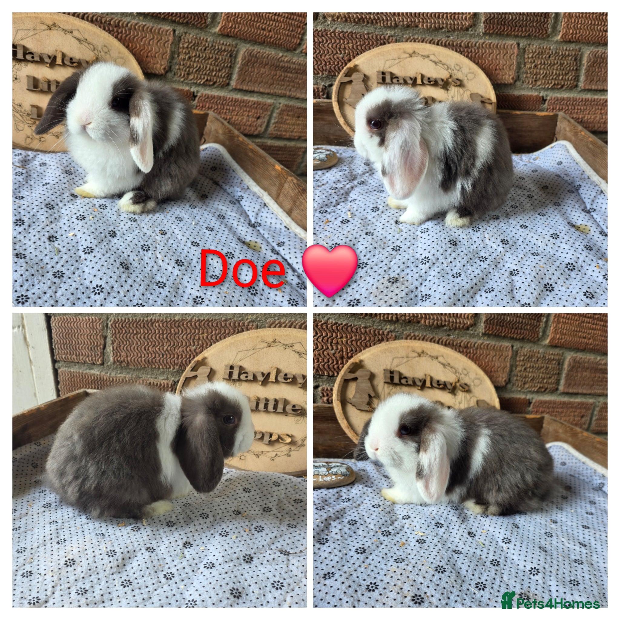 Mini Lop rabbits Gorgeous pure breed mini lops  - Advert 1