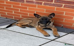 German Shepherd dogs for sale: BRUNO ~ STUNNING GERMAN SHEPHERD PUPPY - Image 1