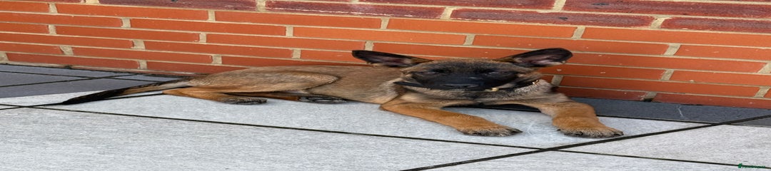 German Shepherd Puppy 1