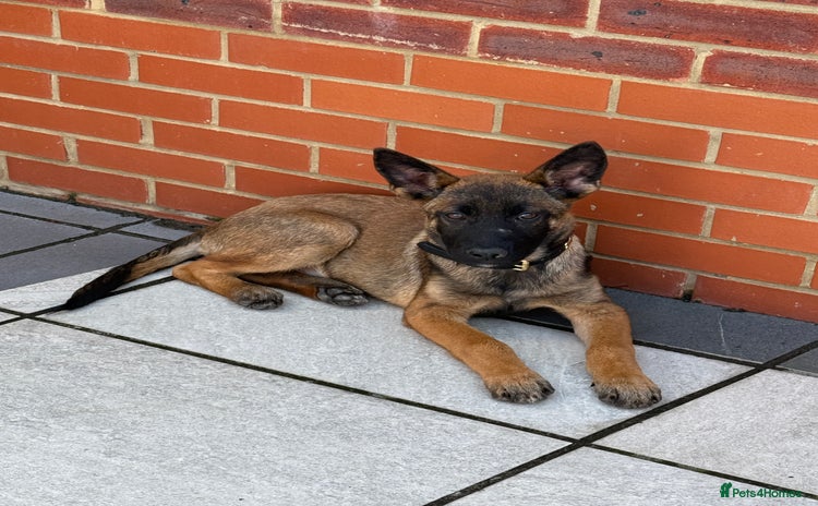 German Shepherd dogs - Advert 1