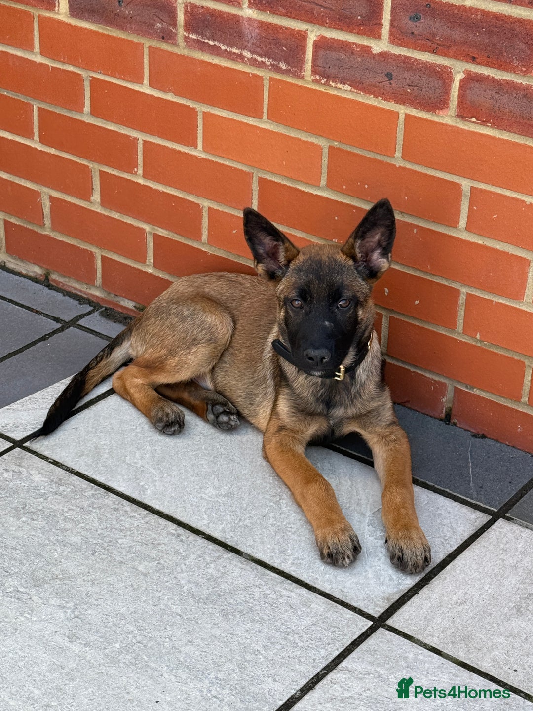 German Shepherd dogs for sale: BRUNO ~ STUNNING GERMAN SHEPHERD PUPPY - Image 1