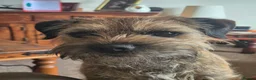 Border Terrier dogs for sale: Magnificent quality border terriers  - Advert 15