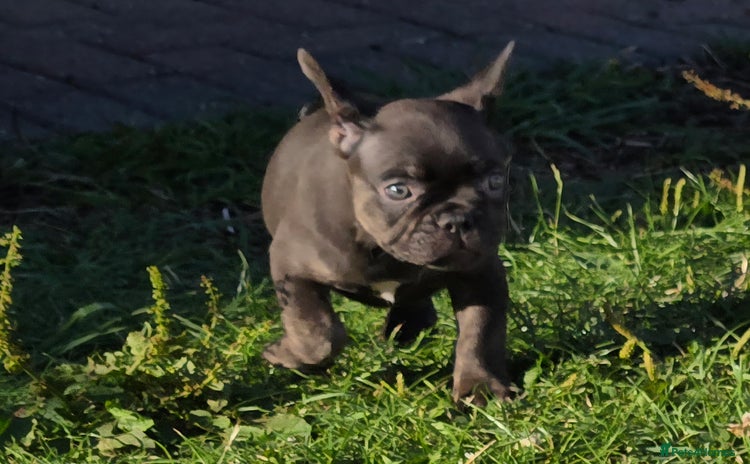 French Bulldog dogs - Advert 3