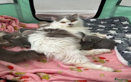British Shorthair cats for sale: 🐻 Beautiful Teddy Bear BSH and BLH 🐻 - Image 29