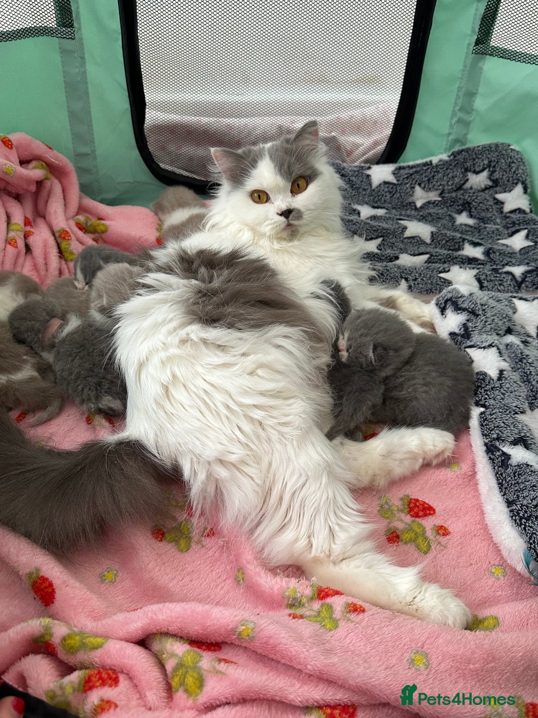 British Shorthair cats for sale: 🐻 Beautiful Teddy Bear BSH and BLH 🐻 - Image 29
