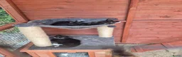 Domestic Shorthair cats for sale: Kittens looking for forever home - Advert 11
